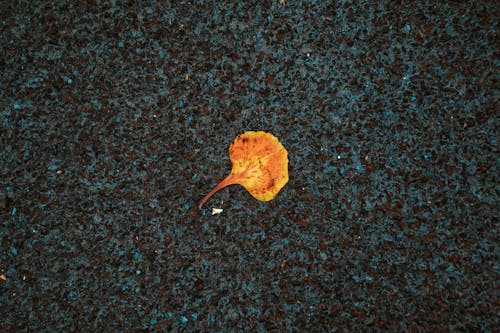 Autumn fading leaf on dark pavement