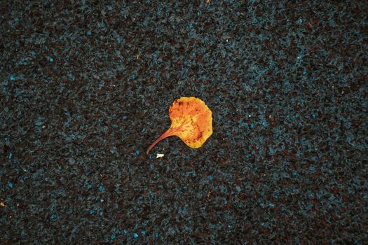 Autumn fading leaf on dark pavement