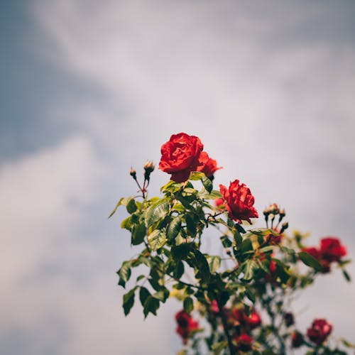 From below delicate bush rose plant with blooming red flowers growing against peaceful blue sky