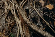 Brown Tree Branch on Brown Wooden Surface