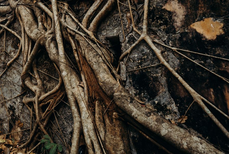 Double Decker Living Root Bridge photo 9