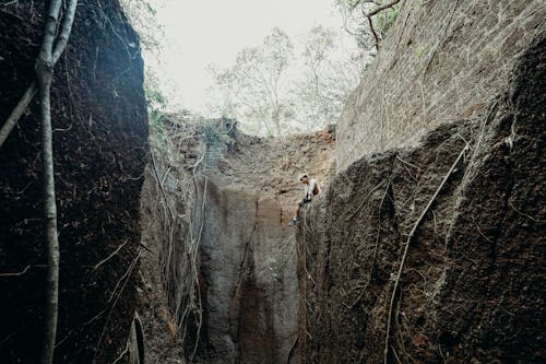 Foto stok gratis akar, alam, bukit