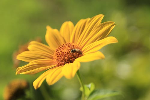 Closeup honeybee sitting on beautiful yellow blooming flower of Heliopsis helianthoides in garden against natural background in sunlight