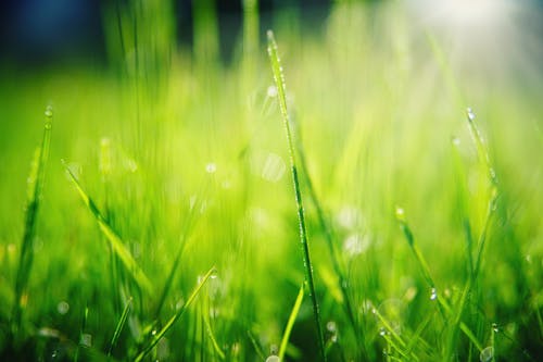 Colorful green grass with water drops on surface growing in field in summer in countryside