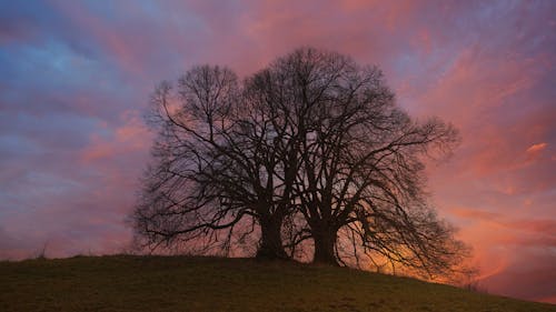 Leafless tree on hill under bright sky at sundown