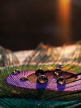 Macro shot of water droplets on a vibrant peacock feather under warm light.