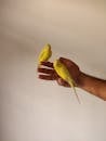 Crop unrecognizable male with small bright birds with pointed tails sitting on hand at home