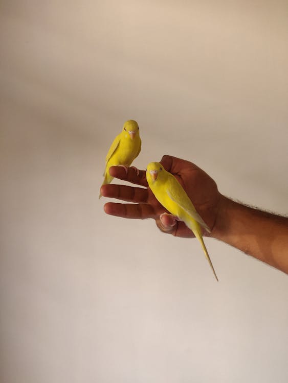 Free Crop unrecognizable male with small bright birds with pointed tails sitting on hand at home Stock Photo