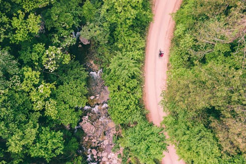 Fotos de stock gratuitas de arboles, bosque, camino de tierra