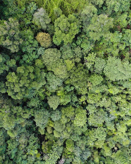 Foto stok gratis alam, dari atas, flora