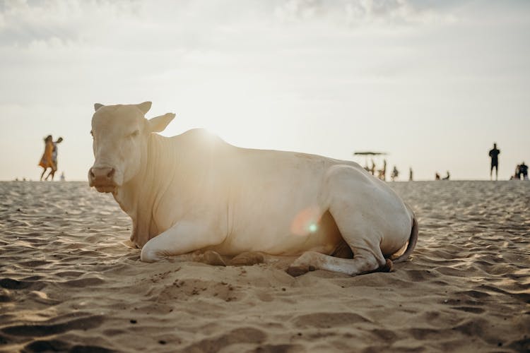 White Cow Lying On Brown Sand