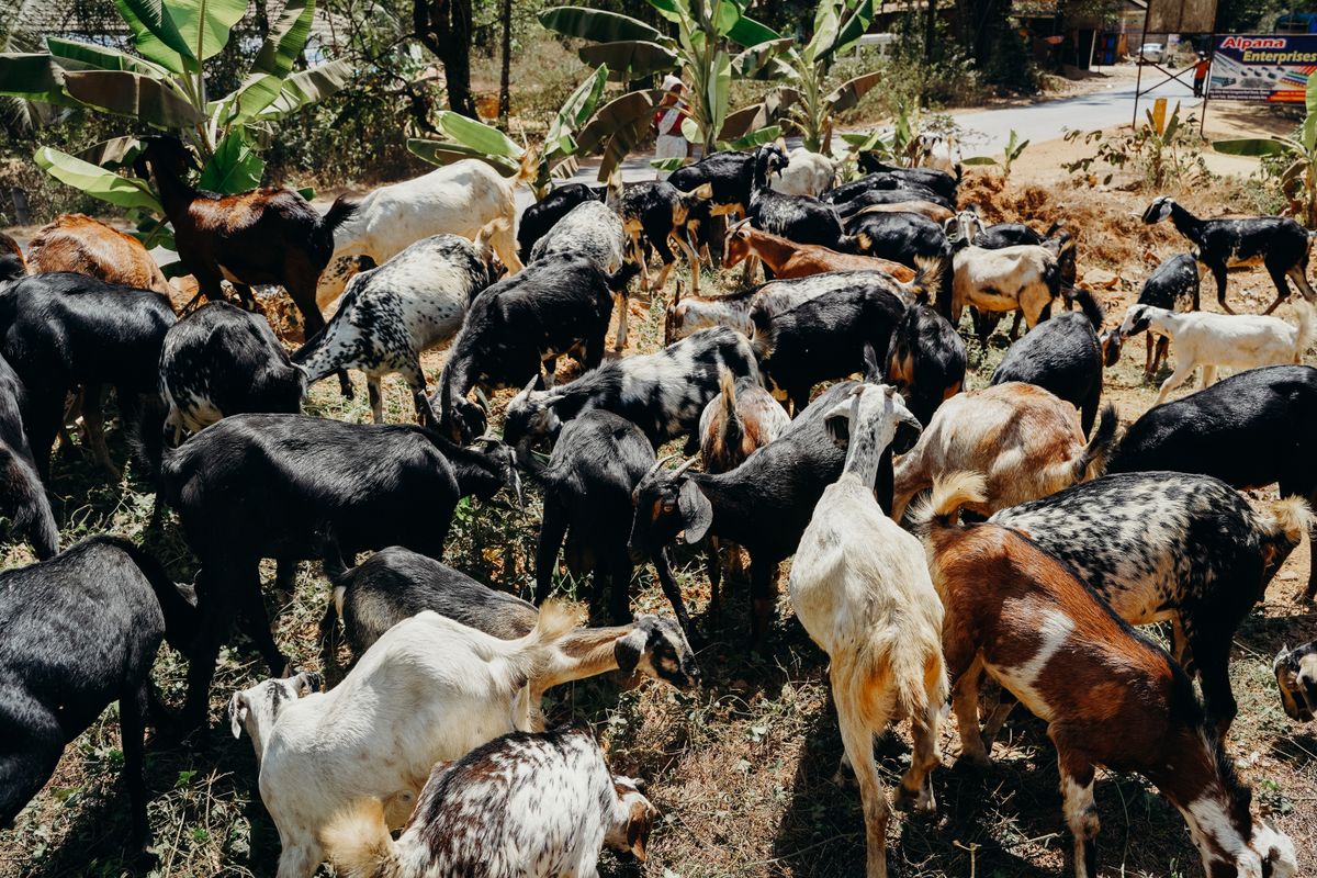 Kawanan kambing dan biri-biri untuk ibadah aqiqah dan korban