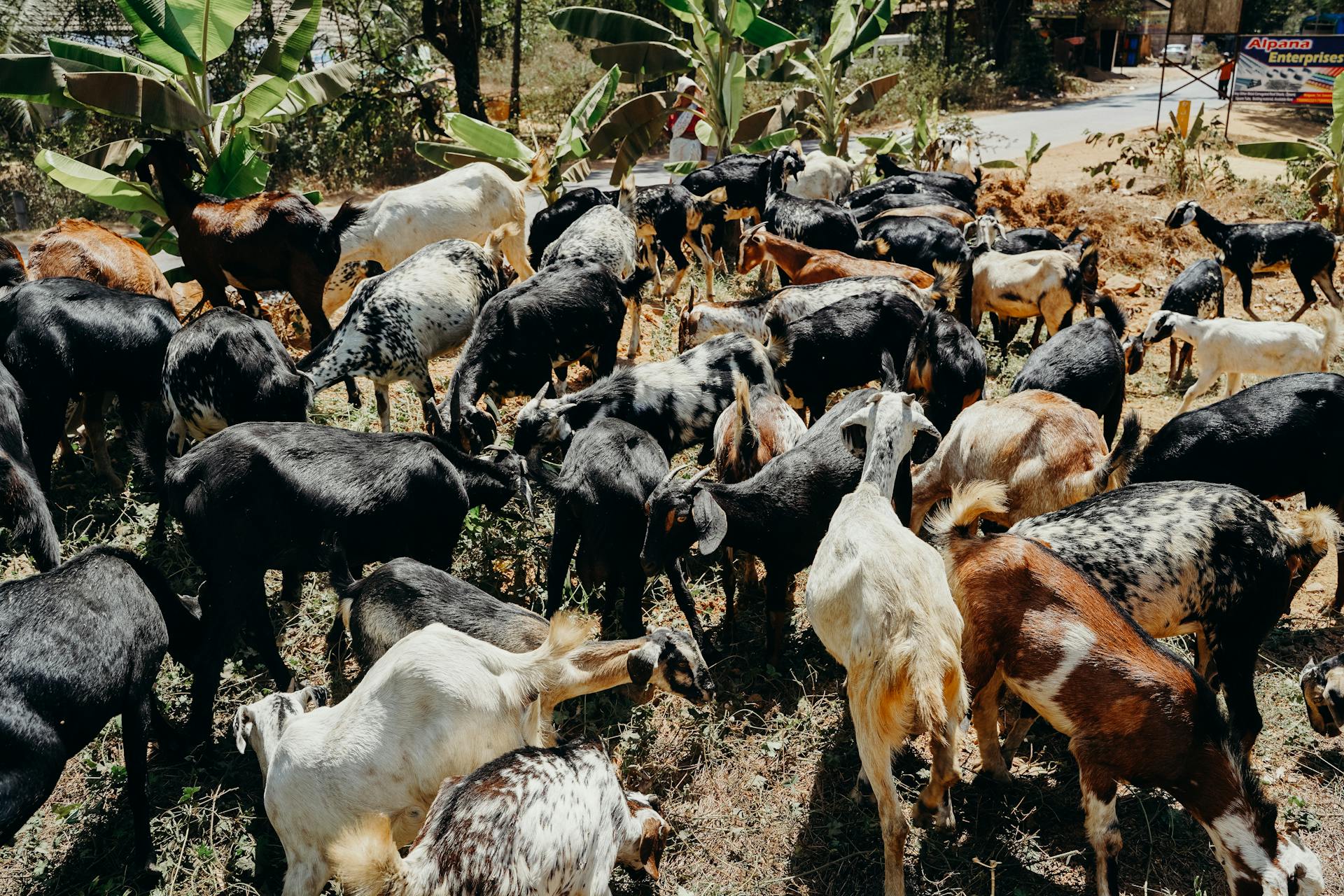 Herd of Goats