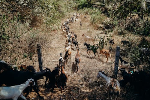 Photo of Goats on Brown Grass Field
