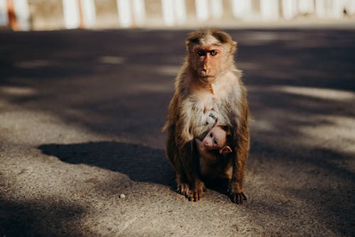 Gratis arkivbilde med apekatt, apekatter, dybdeskarphet