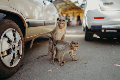 Free Brown Monkeys Near Parked Cars Stock Photo