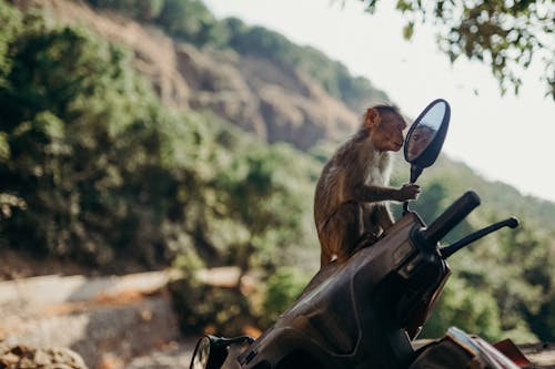 Brown Monkey on Black Motorcycle