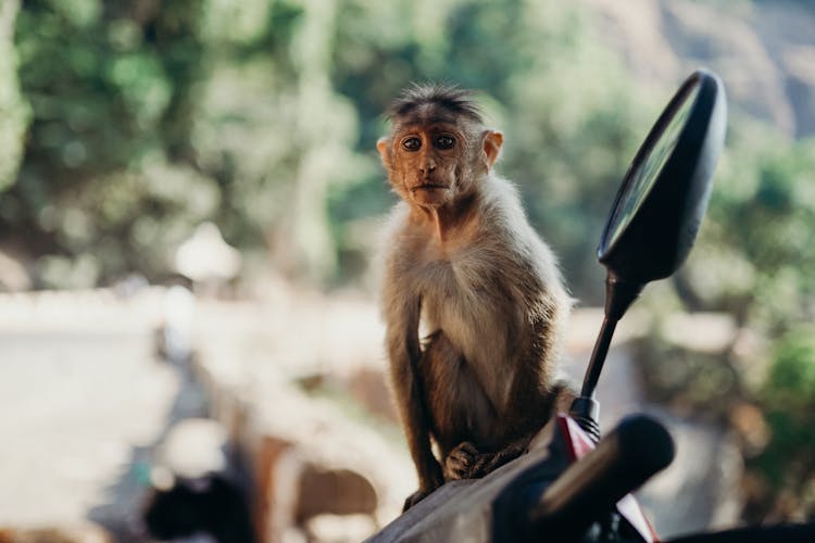 Brown Monkey Sitting On Black Motorcycle