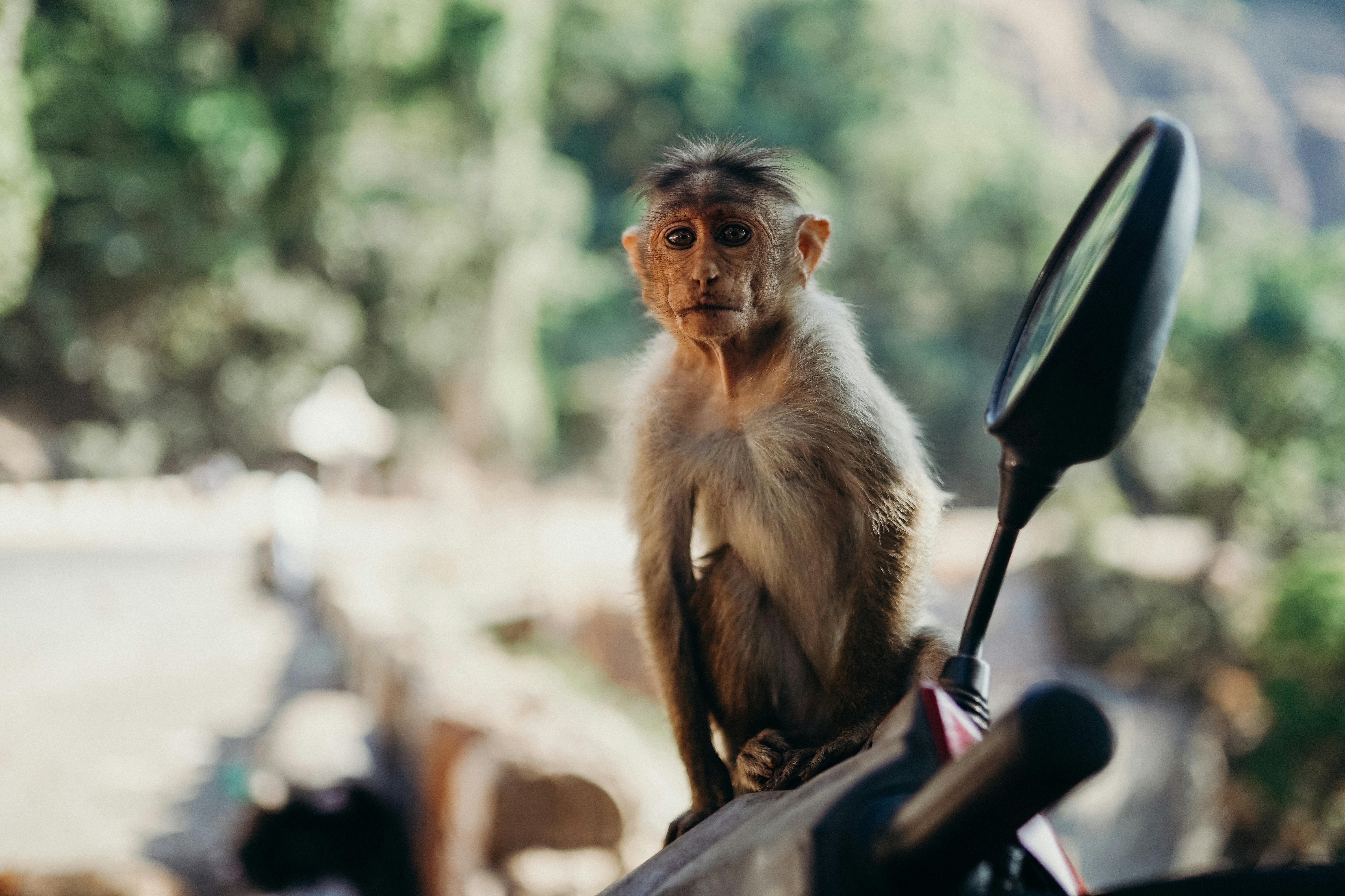 Fotografia Com Foco Seletivo De Macaco Branco E Preto · Foto profissional  gratuita