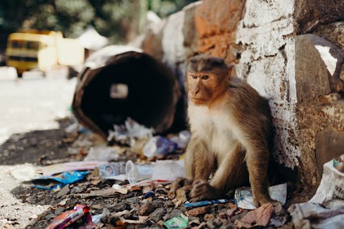 Brown Monkey Sitting Near Brown Rock While Looking Furious