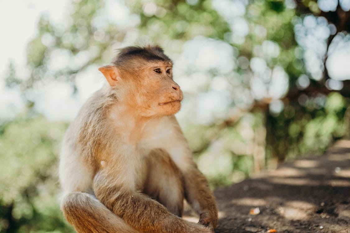 monkeypox prevention