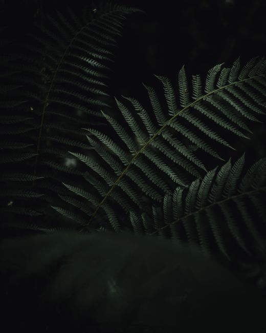 Moody close-up of dark green fern fronds with intricate patterns, perfect for nature-themed backgrounds.