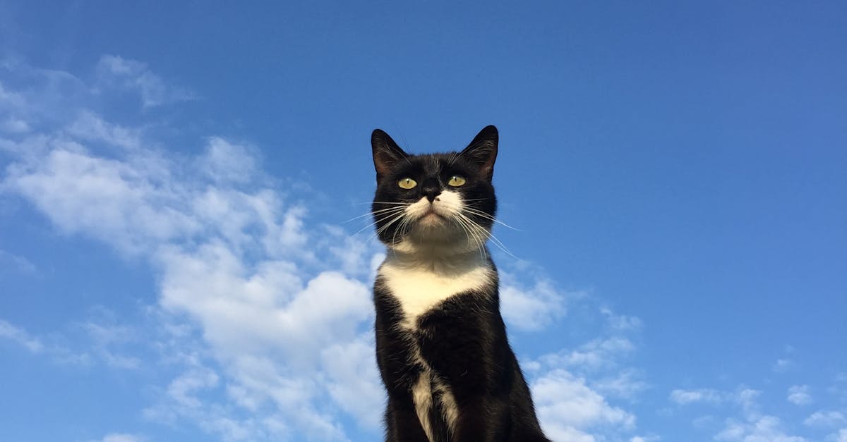 Free stock photo of blue sky, cat, post