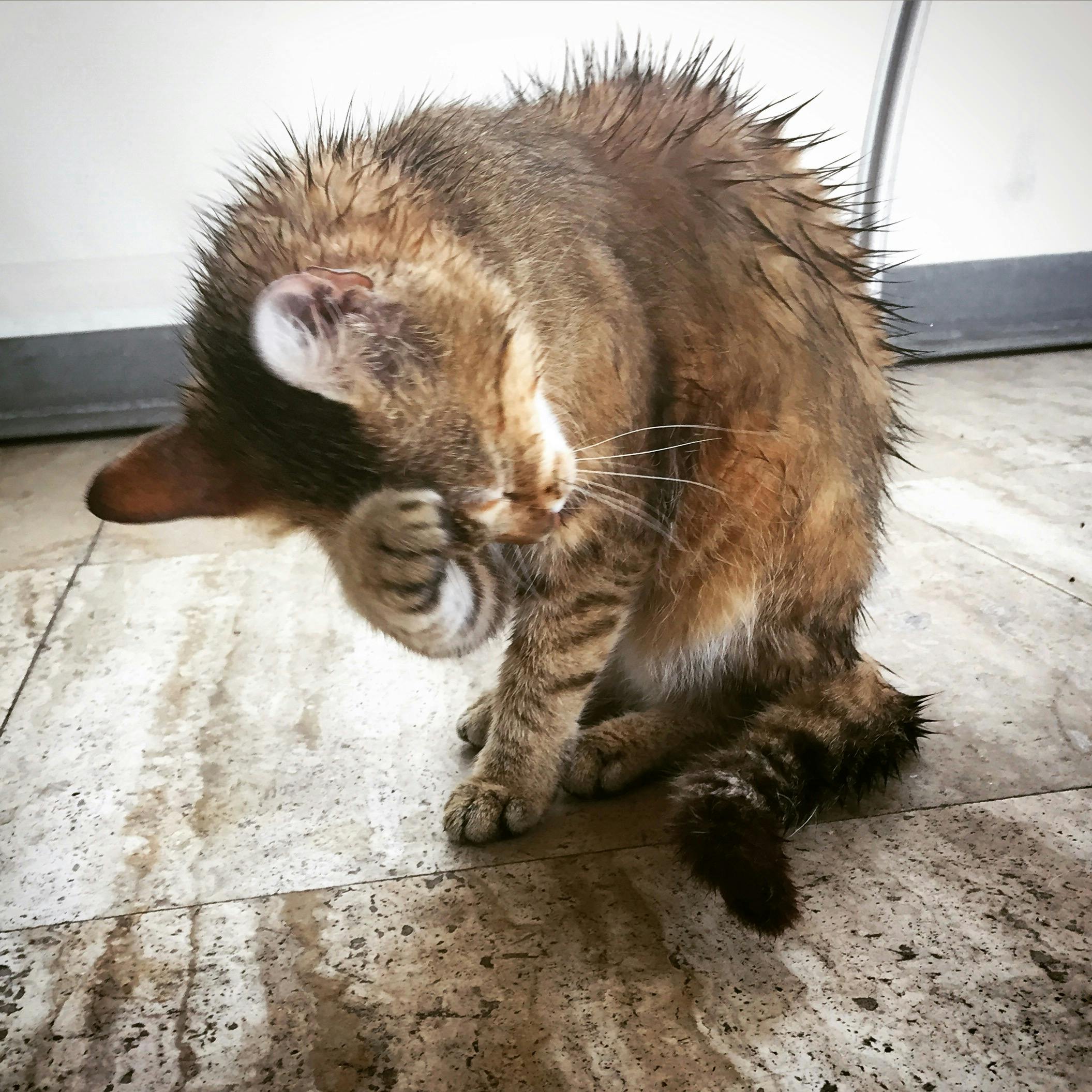 shampoing pour chaton