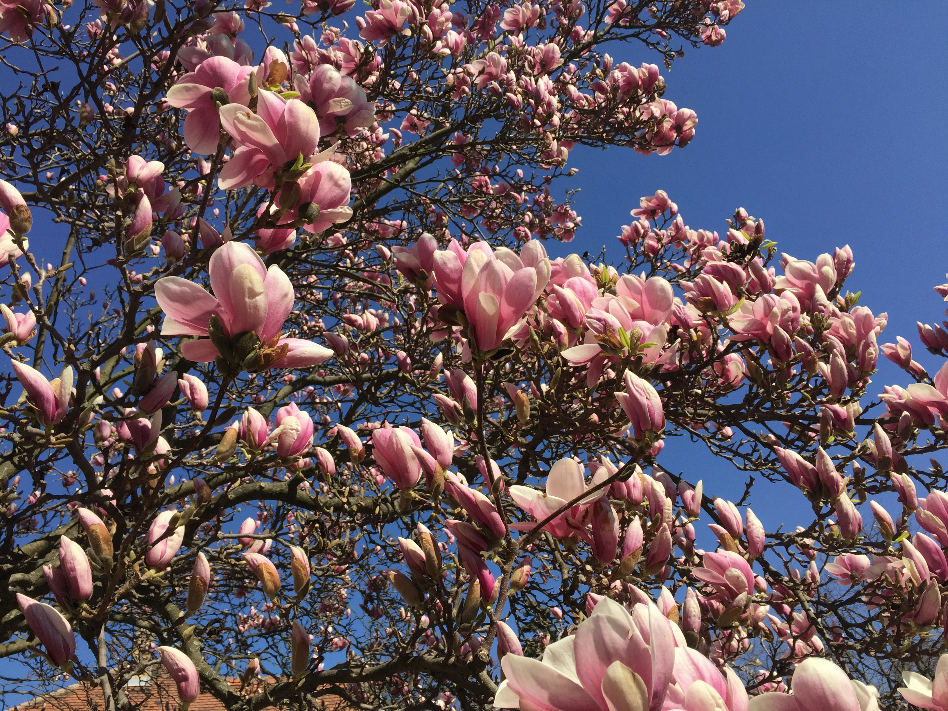 Free stock photo of beautiful flowers, blue sky, magnolia