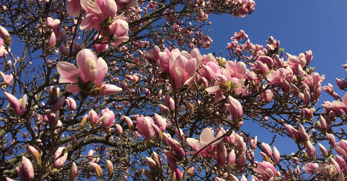 Free stock photo of beautiful flowers, blue sky, magnolia