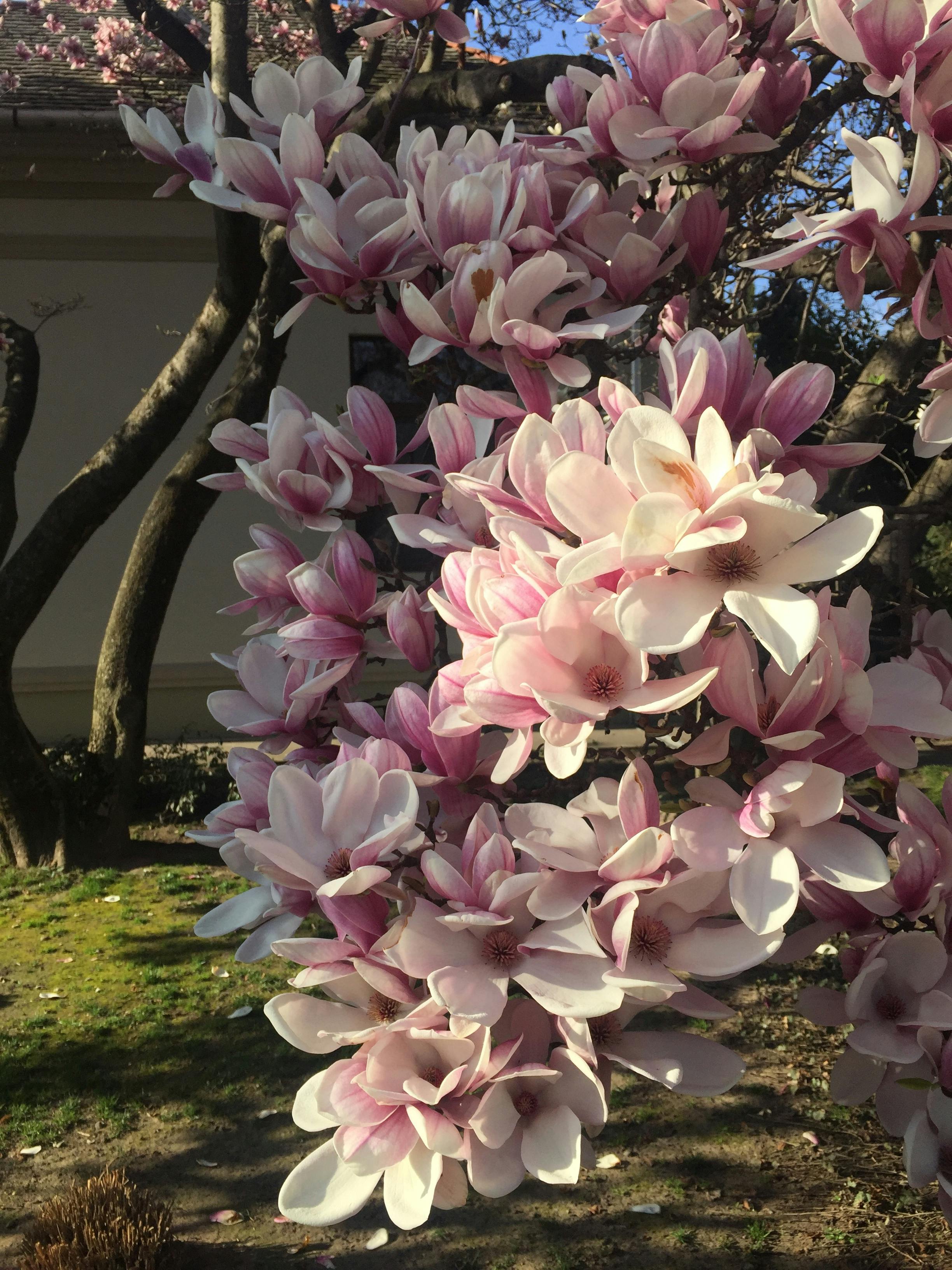 有关木蘭花 玉兰花 玉蘭花的免费素材图片