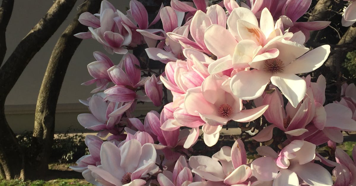 Free stock photo of flower, magnolia, magnolia flower