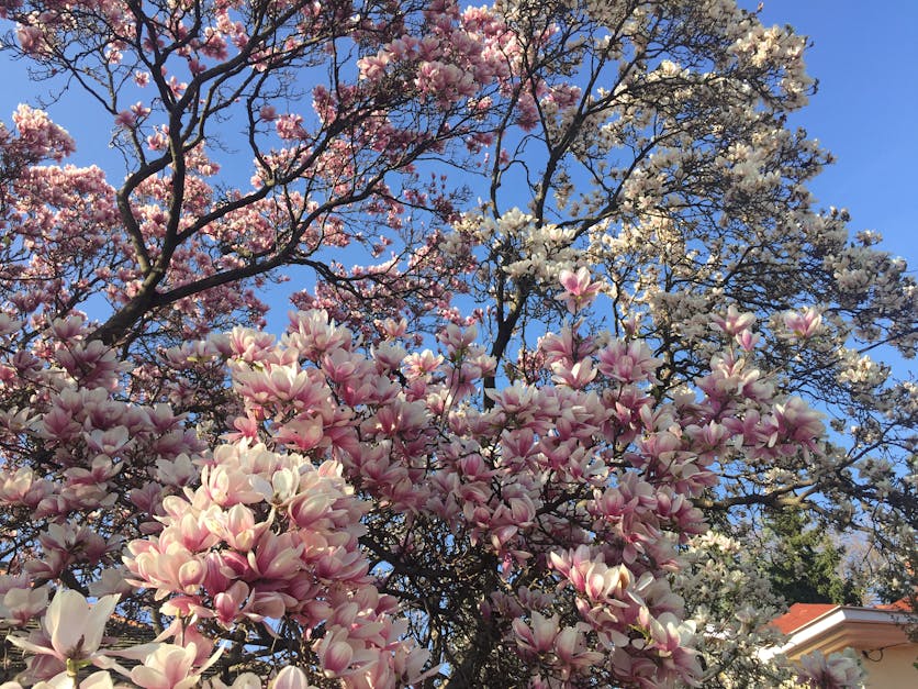 Free stock photo of beautiful, flower, magnolia