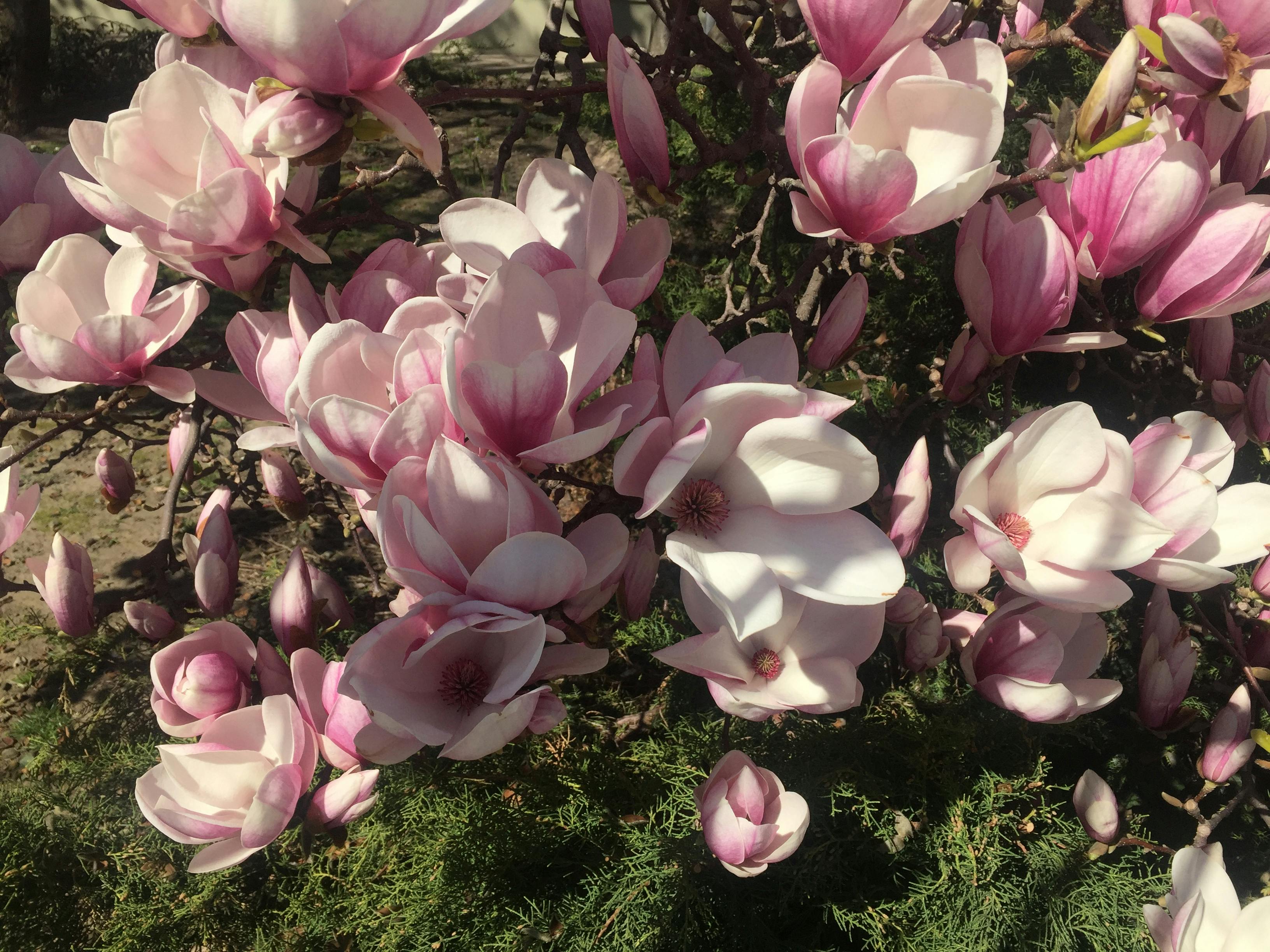 Free stock photo of flower, magnolia, magnolia tree