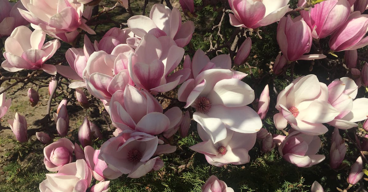 Free stock photo of flower, magnolia, magnolia tree