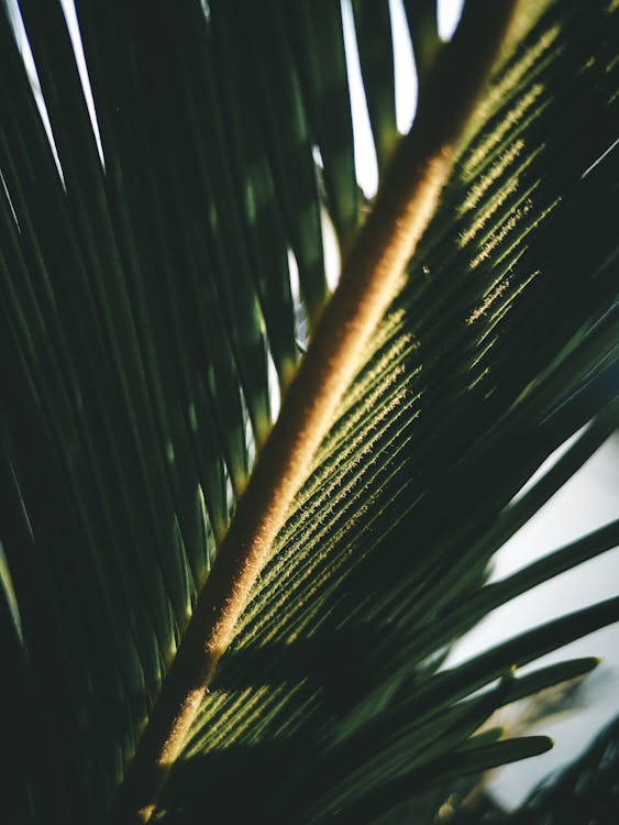 Green Palm Tree · Free Stock Photo