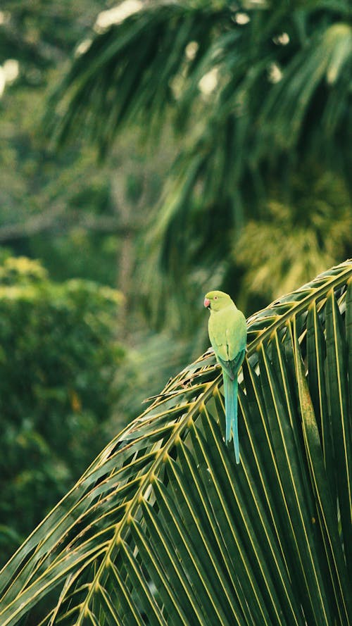 Green Bird on Palm Tree