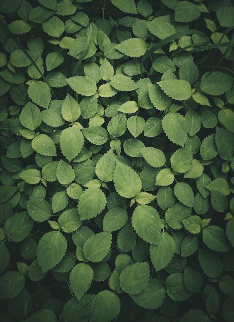 Hedge With Green Pointed Leaves In Garden