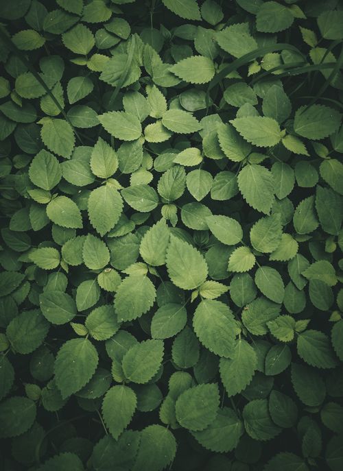 Free From above background of climbing plant with green spiky leaves with ribbed edges growing in park in summer Stock Photo