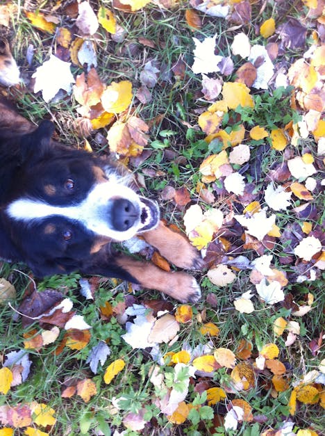 Free stock photo of autumn, dog, dog face