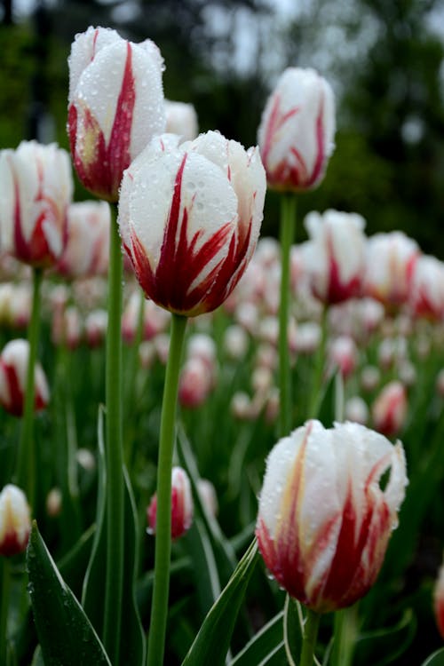 Ingyenes stockfotó esőcseppek, fehér tulipánok, fehér virágok témában