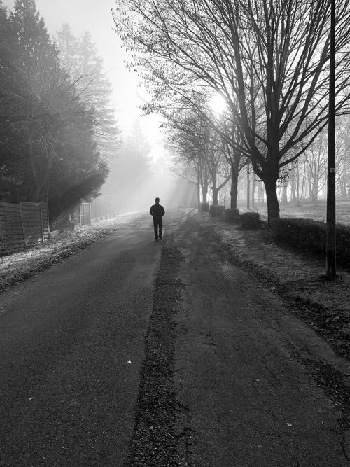 Free A lone figure walks through a misty, tree-lined path in winter, capturing solitude. Stock Photo