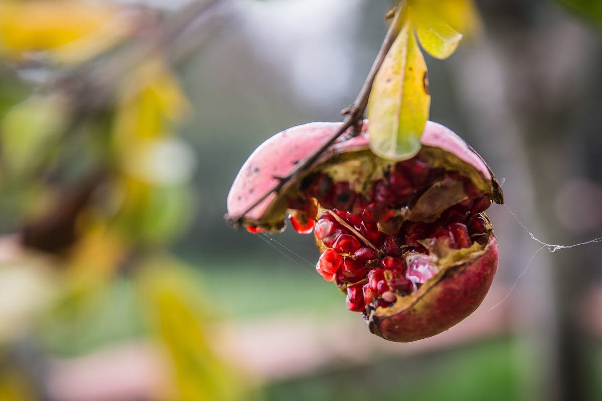 Mosquito Control for Pocono Mountain Properties