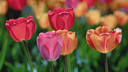 Selective Focus Photo of Different Colored Tulips