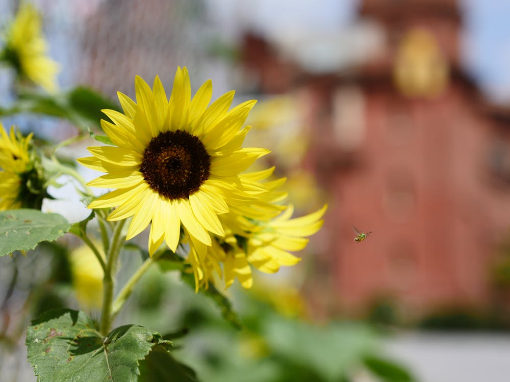 Free stock photo of flower, sunny, yellow Stock Photo