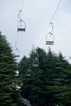Vertical shot of cable cars over lush green trees in Algeria.