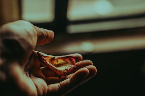 Free Artistic close-up of a hand holding a dried petal with warm lighting. Stock Photo