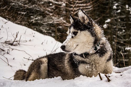 Základová fotografie zdarma na téma husky, pes, sníh