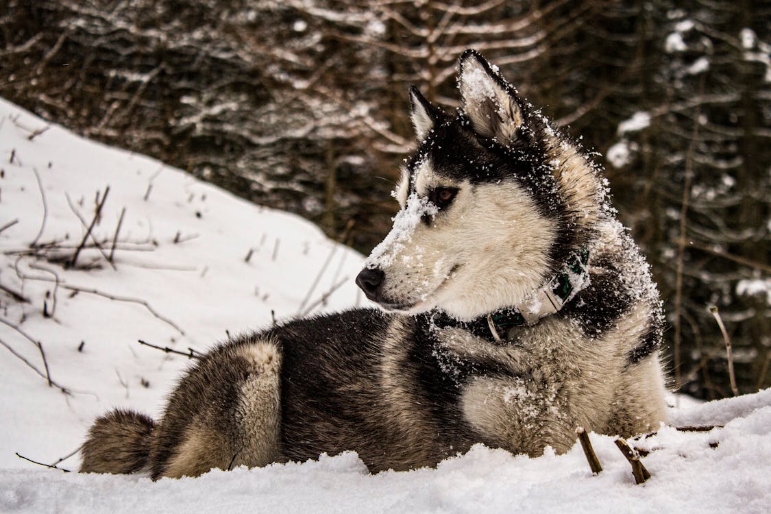Gratis arkivbilde med hund, sibirsk husky, snø
