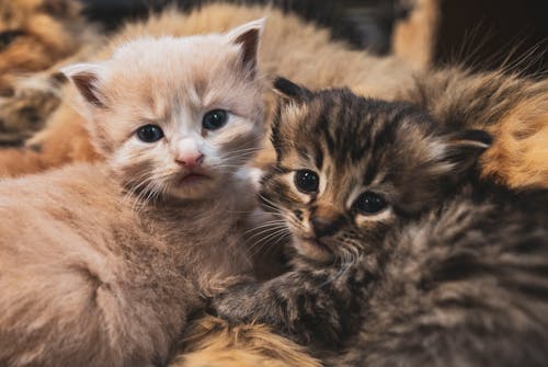 Charming fluffy kittens lying together on soft plaid while looking at camera in house